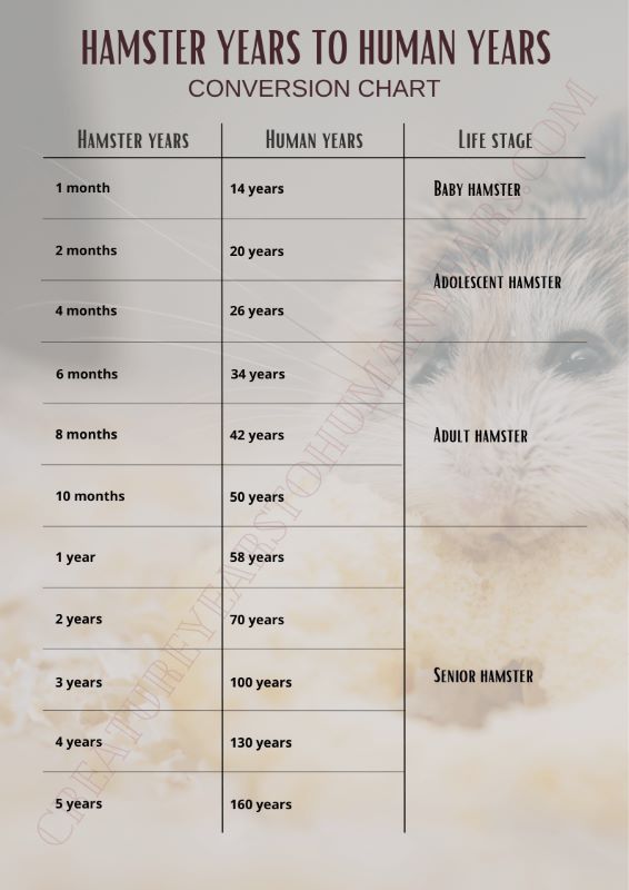 hamster years to human years chart