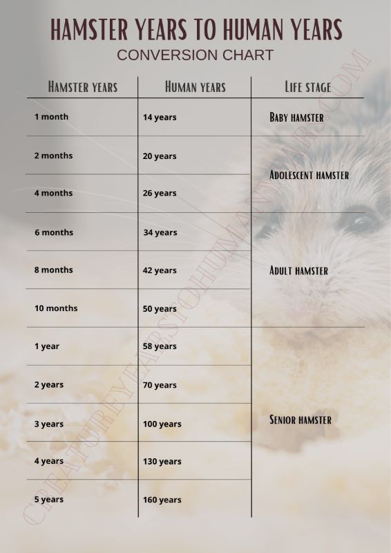 Calculate hamster age in human years (equivalence)