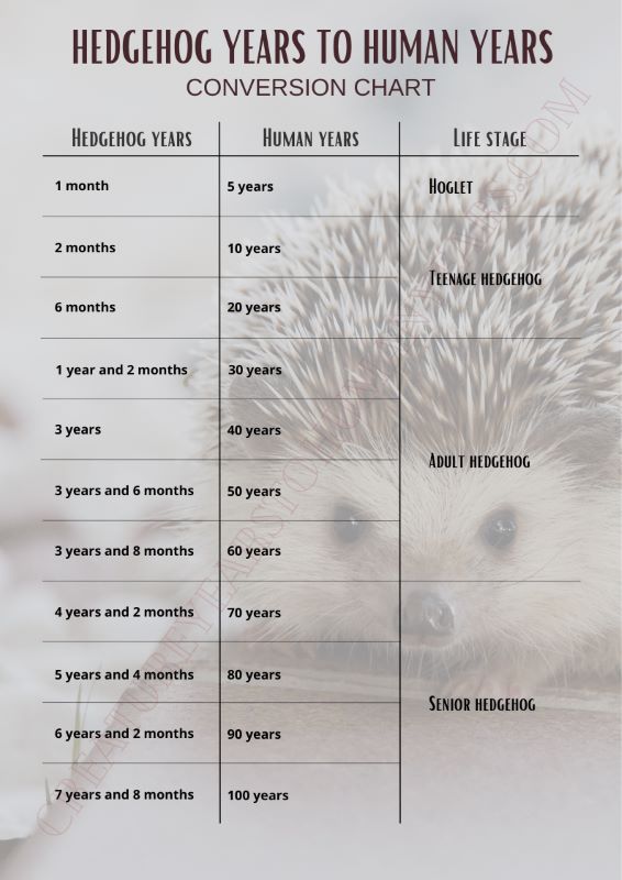 hedgehog years to human years chart