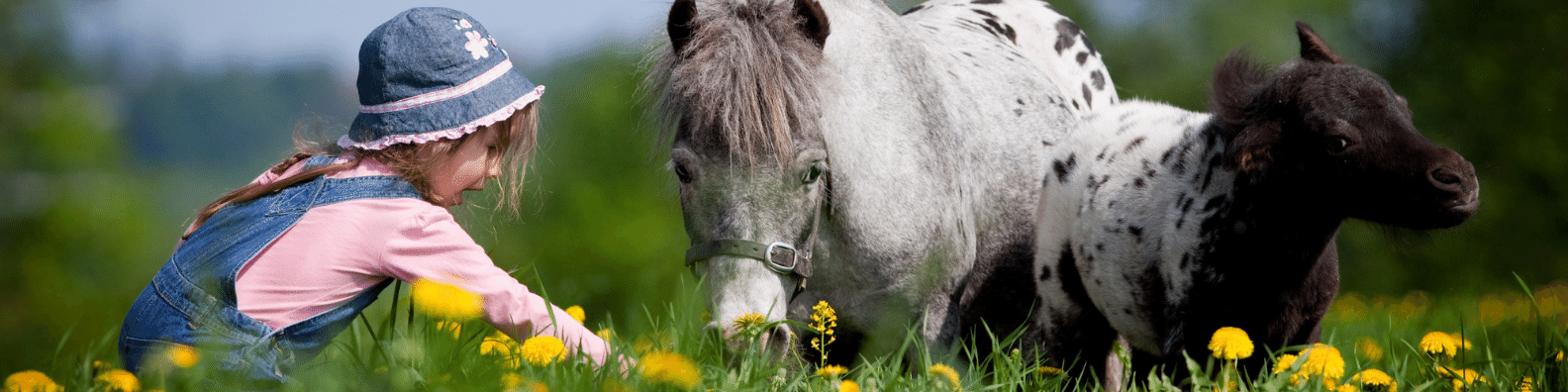 возраст лошади или коня по человеческим меркам