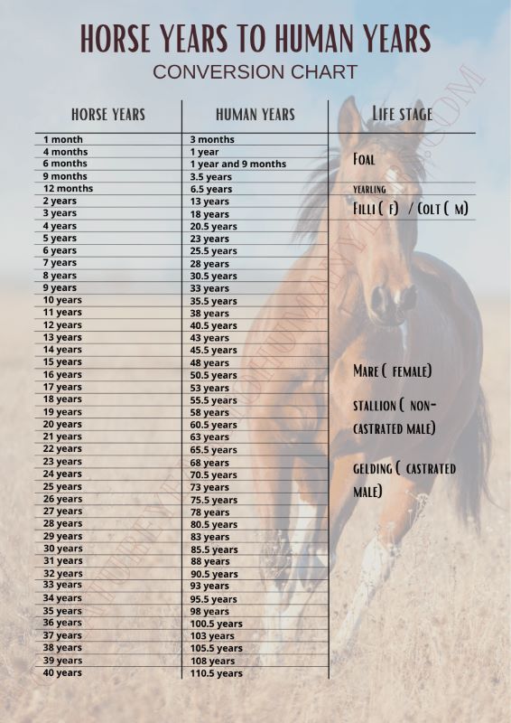 Horse Years To Human Years CYHY