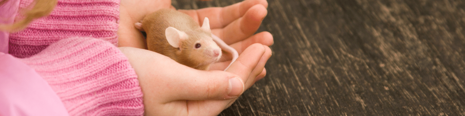 возраст мыши по человеческим меркам