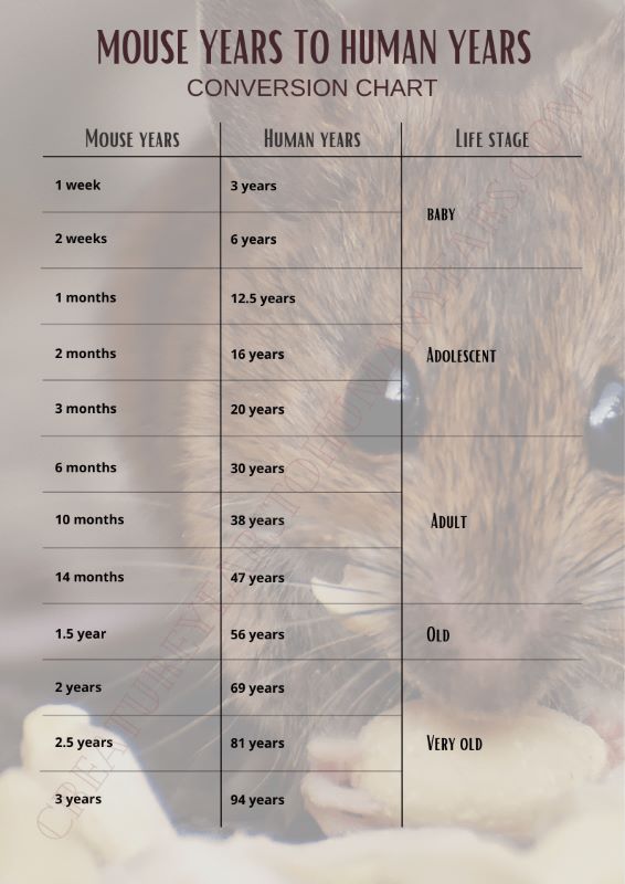 mouse years to human years chart