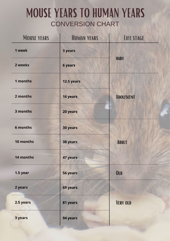 Calculate mouse age in human years (equivalence)