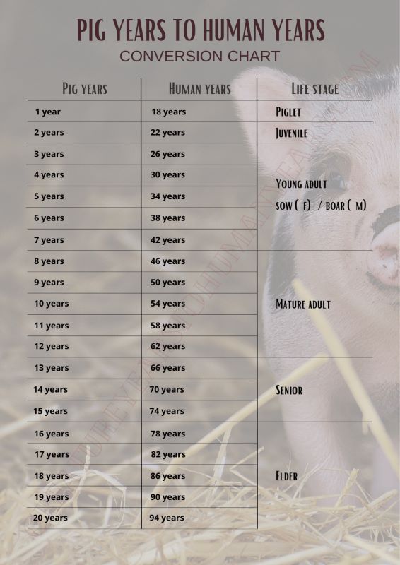 pig years to human years chart