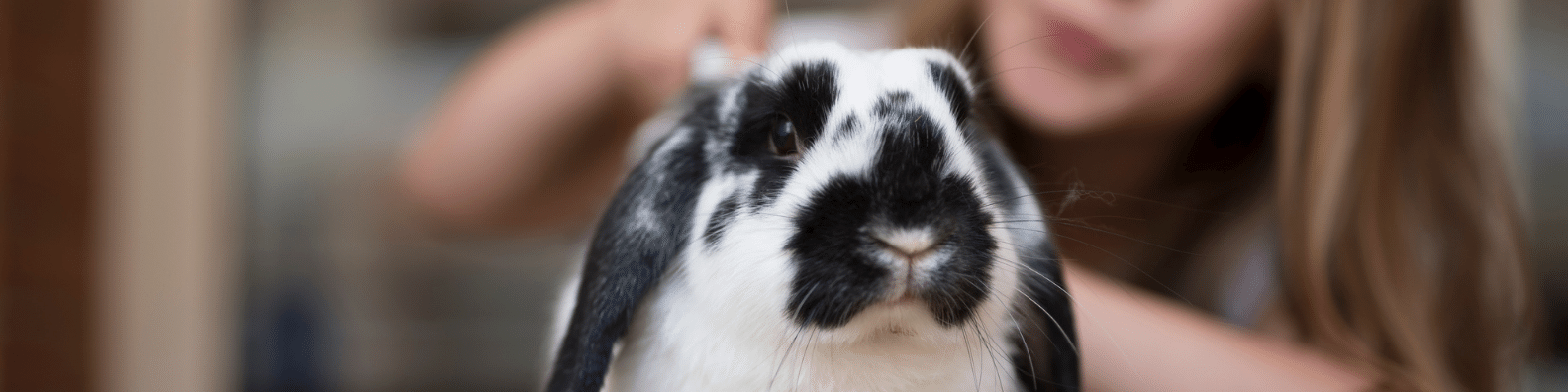 возраст кролика по человеческим меркам