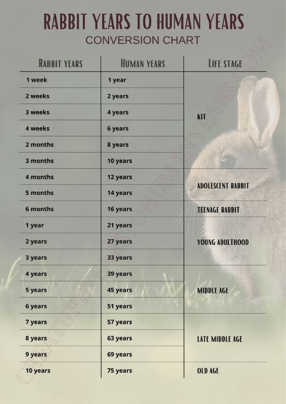 rabbit years to human years chart