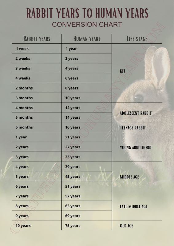 Horse Years To Human Years Chart