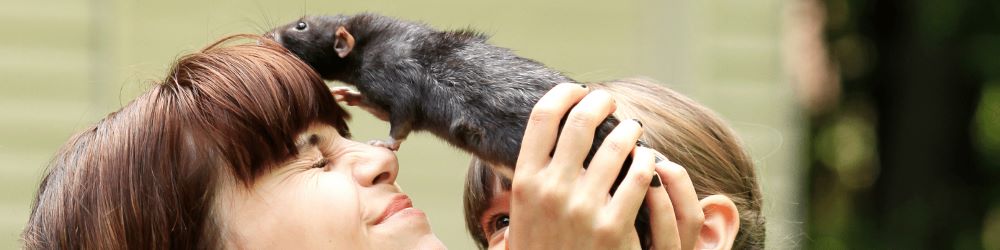 années de rat en années humaines