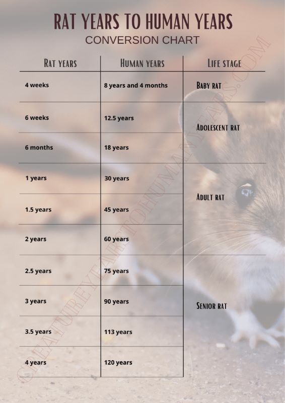 Calculate hamster age in human years (equivalence)