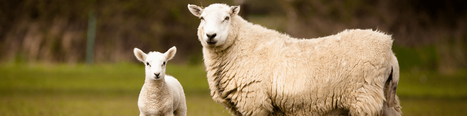 возраст овец по человеческим меркам